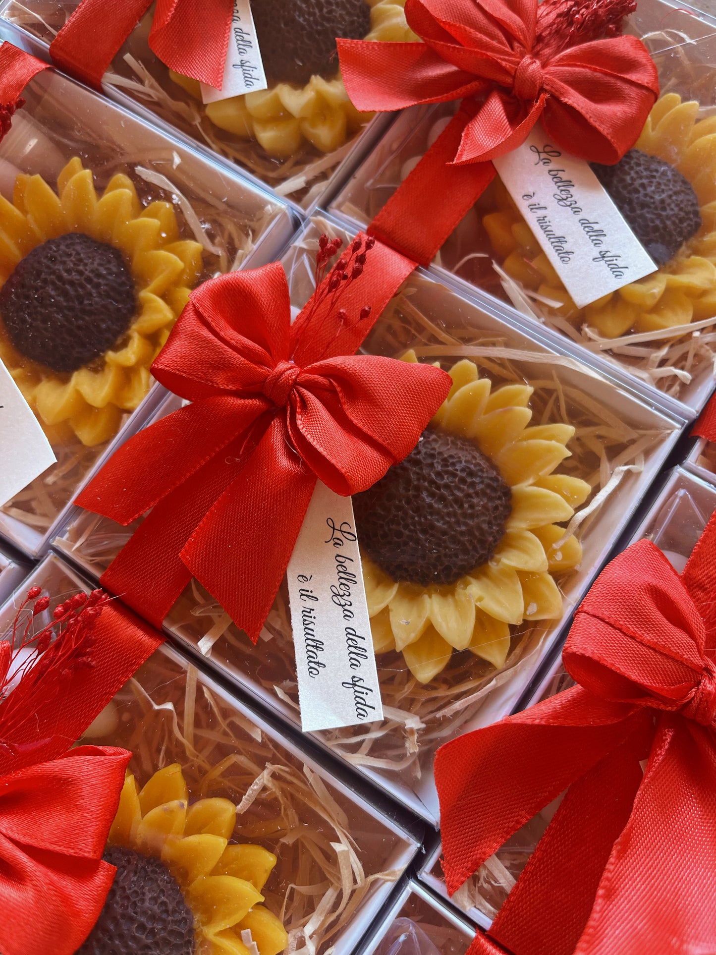 Girasole con scatolina