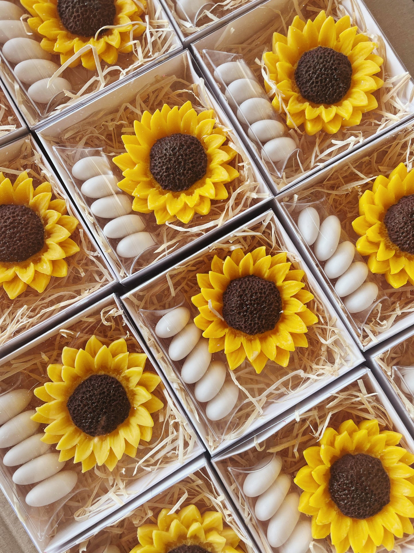 Girasole con scatolina