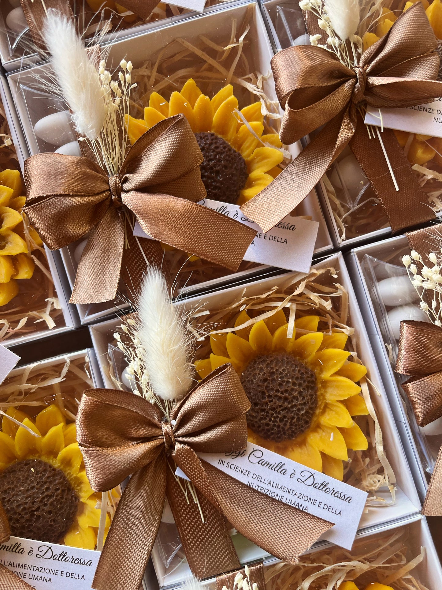 Girasole con scatolina