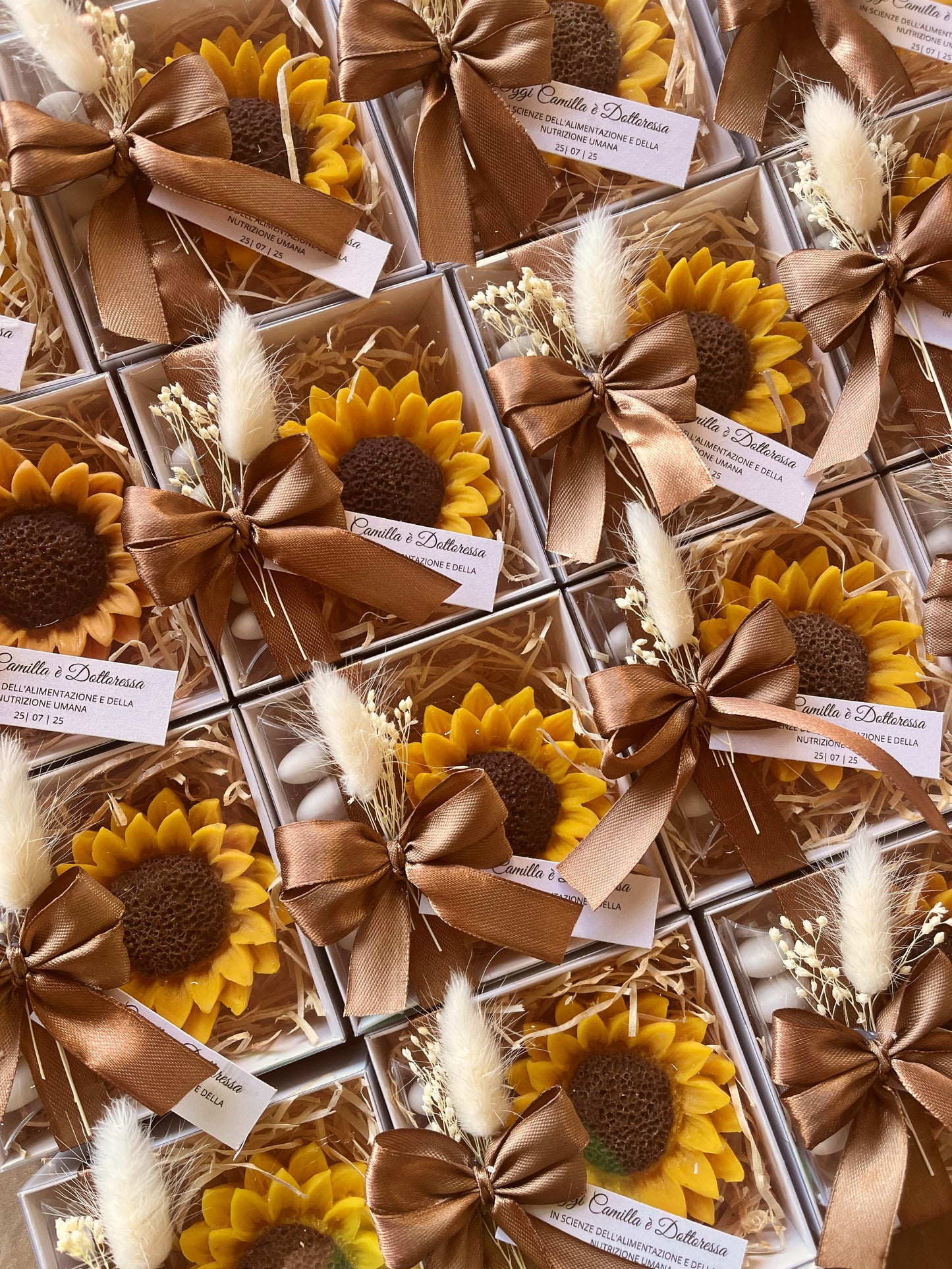 Girasole con scatolina